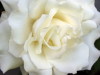 White_Rose.jpg